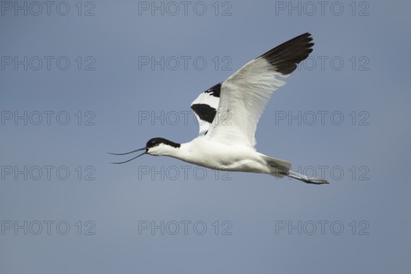 Pied avocet (Recurvirostra avosetta) adult wader bird calling in flight in summer, RSPB Minsmere nature reserve, Suffolk, England, United Kingdom