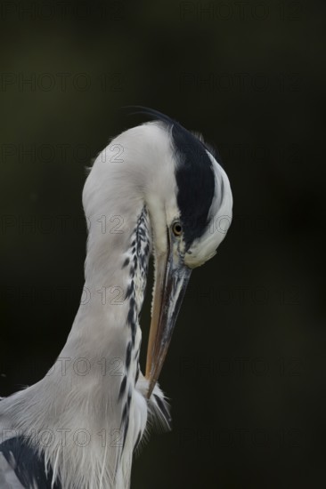 Grey heron (Ardea cinerea) adult bird head portrait, England, United Kingdom