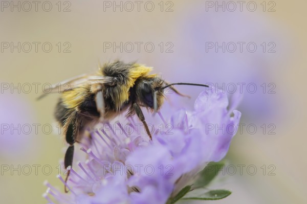 Buff tailed bumblebee (Bombus terrestris) adult bee insect feeding on a Field scabious flower in summer, England, United Kingdom