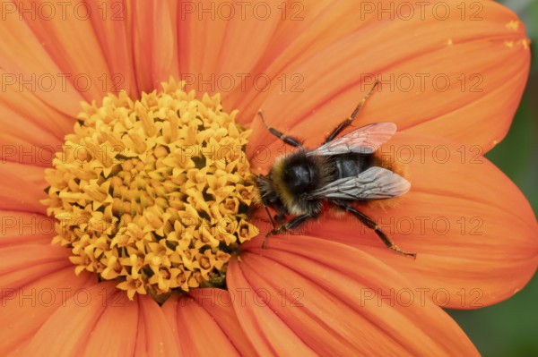 Buff tailed bumblebee (Bombus terrestris) adult bee insect feeding on a garden orange Mexican sunflower (Tithonia spp.) flower in summer, England, United Kingdom