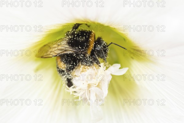 Buff tailed bumblebee (Bombus terrestris) adult bee insect feeding on a garden Hollyhock flower in summer, England, United Kingdom