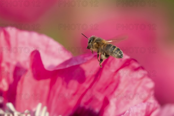 Honey bee (Apis mellifera) adult insect flying from a garden poppy flower in summer, England, United Kingdom