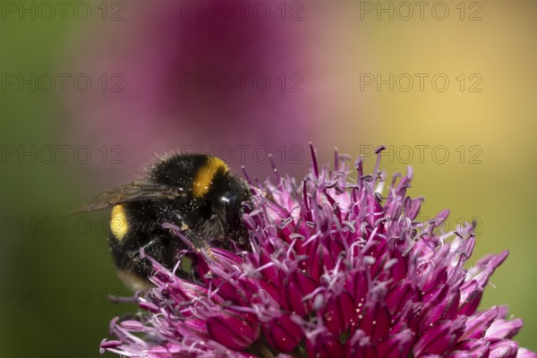 Buff tailed bumblebee (Bombus terrestris) adult bee insect feeding on a garden Allium flower in summer, England, United Kingdom