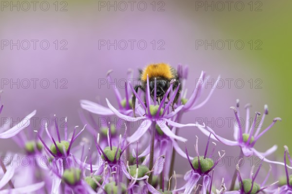 Tree bumblebee (Bombus hypnorum) adult bee insect feeding on a garden purple Allium flower in summer, England, United Kingdom