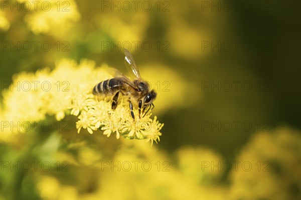 Honey bee (Apis mellifera) adult insect feeding on a garden yellow Golden rod flower in summer, England, United Kingdom