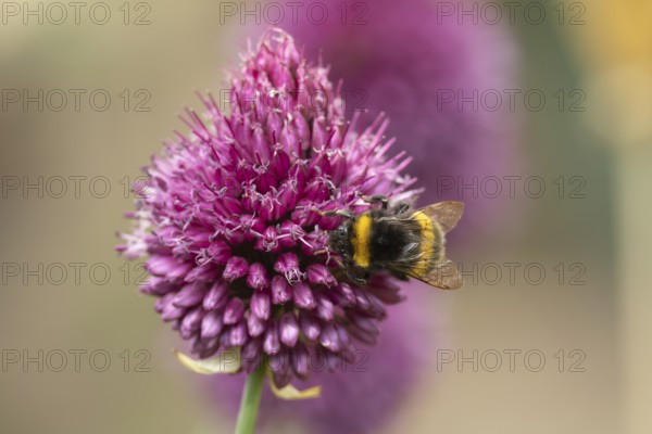 Buff tailed bumblebee (Bombus terrestris) adult bee insect feeding on a garden Chives flower in summer, England, United Kingdom