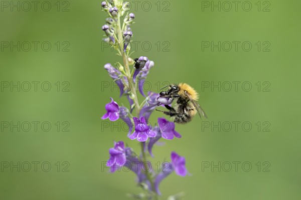 Common carder bumblebee (Bombus pascuorum) adult bee insect feeding on a garden Toadflax flower in summer, England, United Kingdom