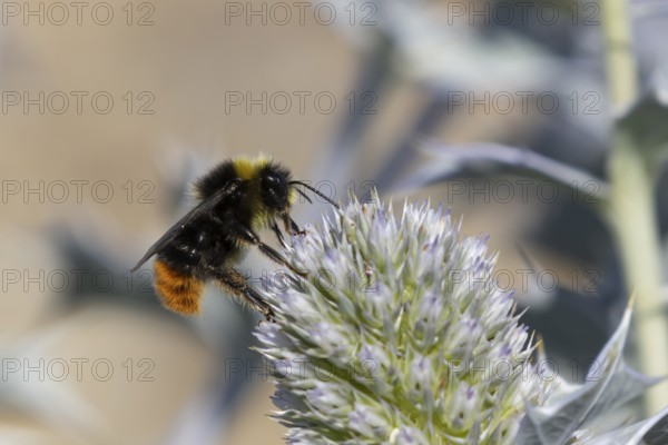 Red tailed bumblebee (Bombus lapidarius) adult bee insect feeding on Sea holly flowers in summer, England, United Kingdom