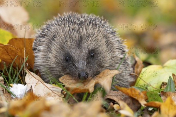 European hedgehog (Erinaceus europaeus) adult animal carrying a leaf in its mouth for bedding material during hibernation on fallen autumn leaves in a garden, England, United Kingdom