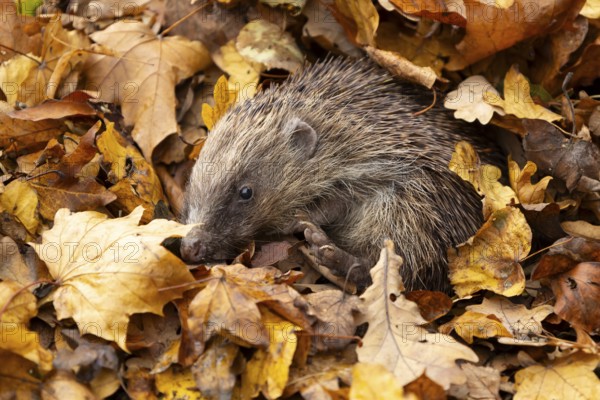 European hedgehog (Erinaceus europaeus) adult animal emerging from a pile of fallen autumn leaves during hibernation in a garden, England, United Kingdom