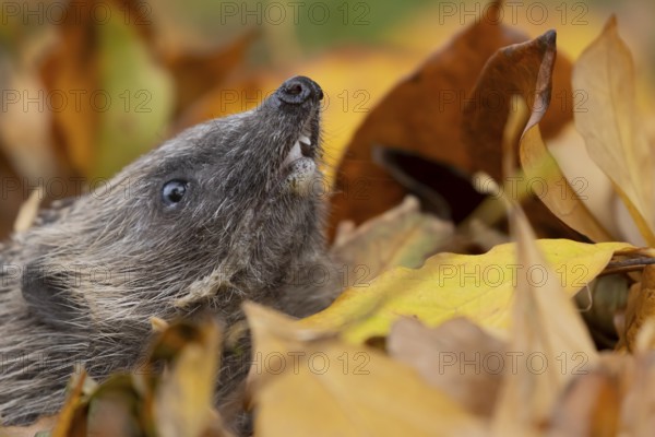 European hedgehog (Erinaceus europaeus) adult animal emerging from a pile of fallen autumn leaves in a garden, England, United Kingdom