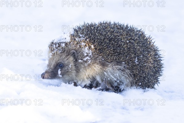 European hedgehog (Erinaceus europaeus) adult animal on snow in a garden in winter, England, United Kingdom