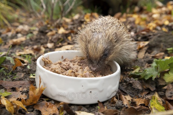 European hedgehog (Erinaceus europaeus) adult animal eating dog food from a pet bowl in a garden in autumn, England, United Kingdom