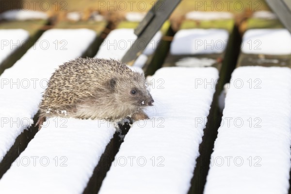 European hedgehog (Erinaceus europaeus) adult animal walking on snow covered garden wooden decking in winter, England, United Kingdom