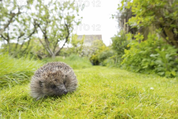 European hedgehog (Erinaceus europaeus) adult animal on a garden grass lawn next to a patch of long grass in spring, England, United Kingdom