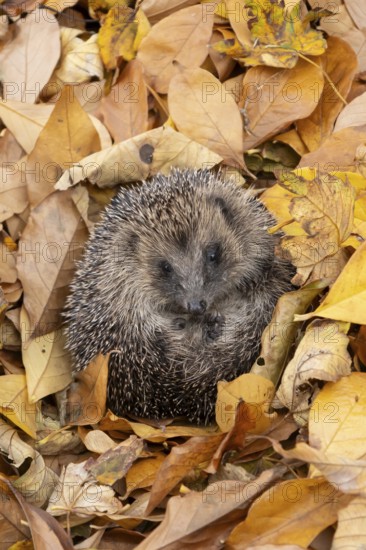 European hedgehog (Erinaceus europaeus) adult animal curled in a ball for hibernation on fallen autumn leaves in a garden, England, United Kingdom