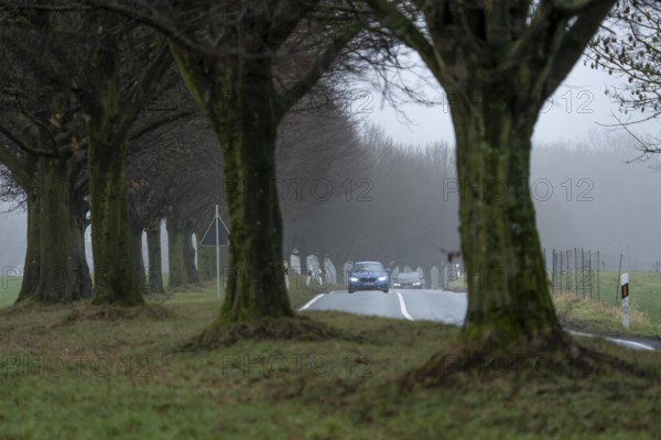 Thick fog, with low visibility, country road, Schuirweg, bare trees, winter, in Essen, North Rhine-Westphalia, Germany