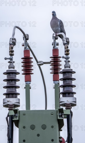 Pigeon sits on a power cable for traction power, mast with a circuit breaker for switching electricity to the rail network on or off, insulators, Germany