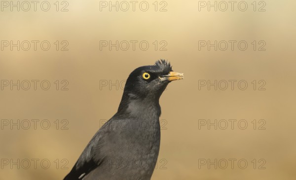 Close-up of a jungle myna (Acridotheres fuscus), Sreepur, Gazipur, Bangladesh