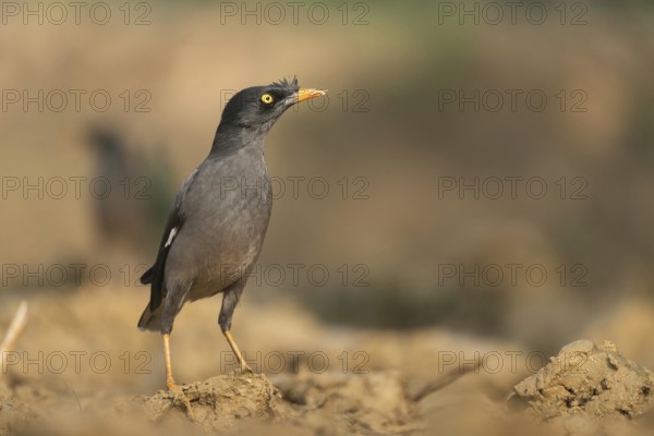 A jungle myna (Acridotheres fuscus) stands on the ground against a blurred background, Sreepur, Gazipur, Bangladesh