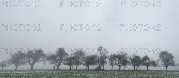 Fruit trees in winter when the weather is cloudy, Eckental, Middle Franconia, Bavaria, Germany