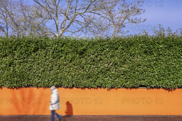 Laurel cherry hedge (Prunus laurocerasus) on an orange-coloured wall, Eckental, Middle Franconia, Bavaria, Germany