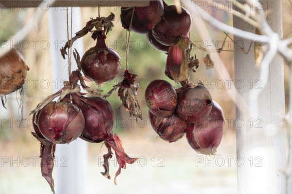 Onions (Allium cepa) hung up to dry, Bavaria, Germany