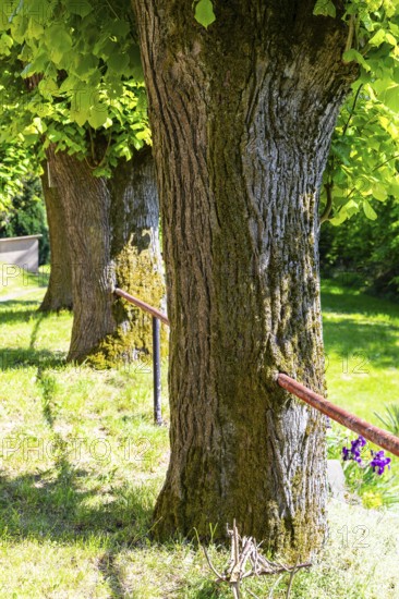 Railings completely grown together in the tree trunk, Großhennersdorf, Herrnhut, Upper Lusatia, Saxony, Germany