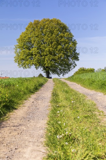 Field path and solitary oak (quercus) in bloom, spring, Großer Berg Großhennersdorf, Herrnhut, Upper Lusatia, Saxony, Germany