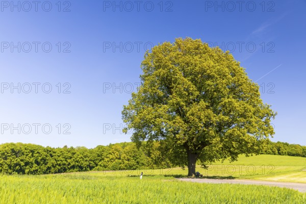 Single oak tree (quercus) in blossom, spring, Großer Berg Großhennersdorf, Herrnhut, Upper Lusatia, Saxony, Germany