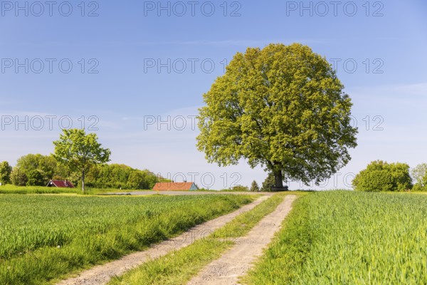 Field path and solitary oak (quercus) in bloom, spring, Großer Berg Großhennersdorf, Herrnhut, Upper Lusatia, Saxony, Germany