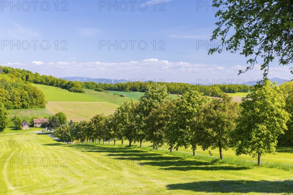 White and red blossoming chestnuts (aesculus) on the path to the Großer Berg, Großhennersdorf, Herrnhut, Upper Lusatia, Saxony, Germany