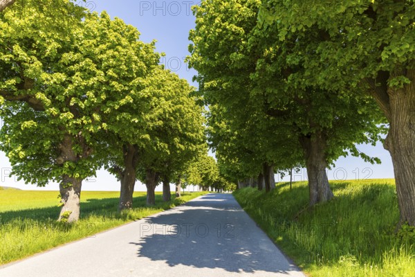 Old lime tree (tilia), the trunk is already hollow, Lindenallee in Herrnhut, Upper Lusatia, Saxony, Germany