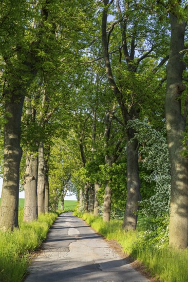 Small road with alley and blooming shrubs near Weissenberg, Upper Lusatia, Saxony, Germany