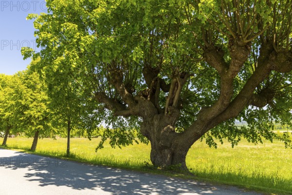 Old lime tree (tilia), Lindenallee in Herrnhut, Upper Lusatia, Saxony, Germany