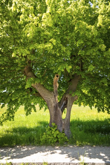 Old lime tree (tilia), the trunk is already hollow, Lindenallee in Herrnhut, Upper Lusatia, Saxony, Germany