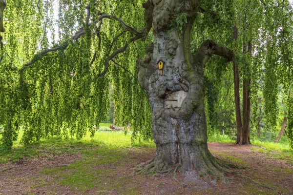 Old beech, copper beech (Fagus sylvatica), old trees in Helfenberg Castle Park, Dresden, Saxony, Germany