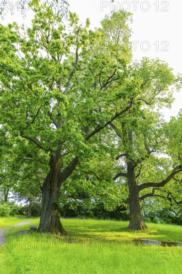 Old trees in Helfenberg Castle Park, Dresden, Saxony, Germany