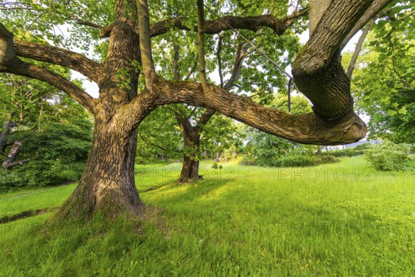 Old trees in Helfenberg Castle Park, Dresden, Saxony, Germany