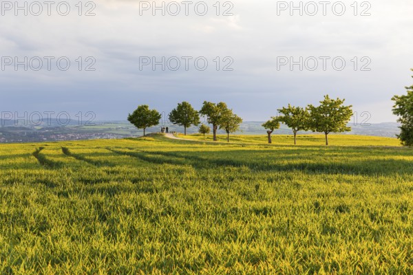 Rockauer Höhe vantage point (Sachsens Hiefel) is located far above the Elbe Valley and offers a view over Dresden and the Elbe Valley as far as the Eastern Ore Mountains, Rockau, Dresden, Saxony, Germany
