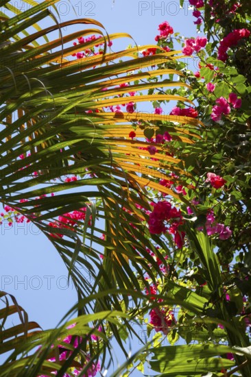 Bougainvillea and palm leaf, Bali, Indonesia