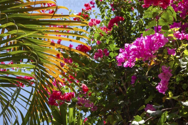 Bougainvillea and palm leaf, Bali, Indonesia