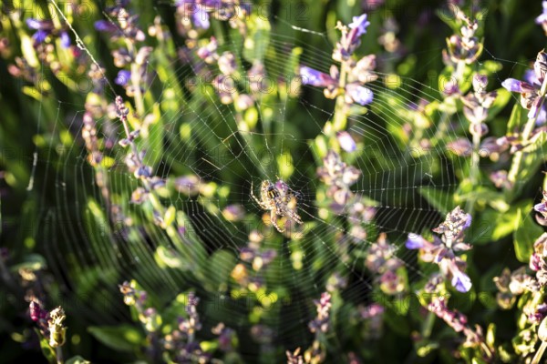 Common sage (Salvia officinalis) in bloom, Saxony, Germany
