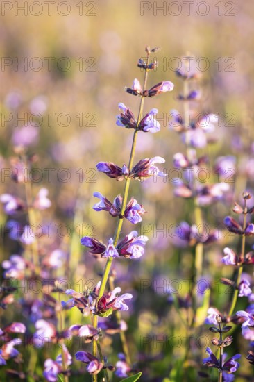 Common sage (Salvia officinalis) in bloom, Saxony, Germany