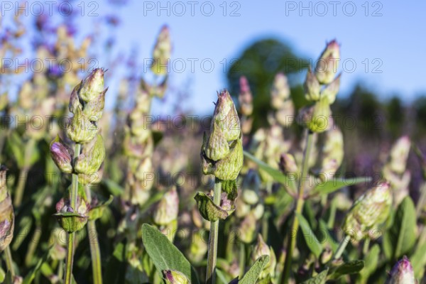 Flower buds of Common sage (Salvia officinalis), Saxony, Germany