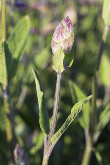 Flower bud, Common sage (Salvia officinalis), Saxony, Germany
