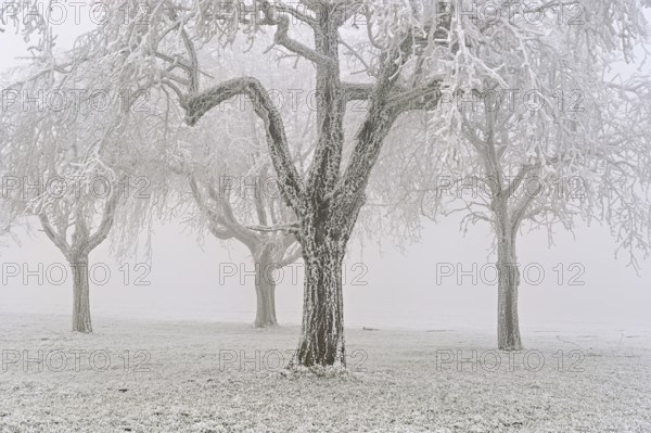 Row of trees with hoarfrost, Lindenberg, Freiamt, Canton of Aargau, Switzerland