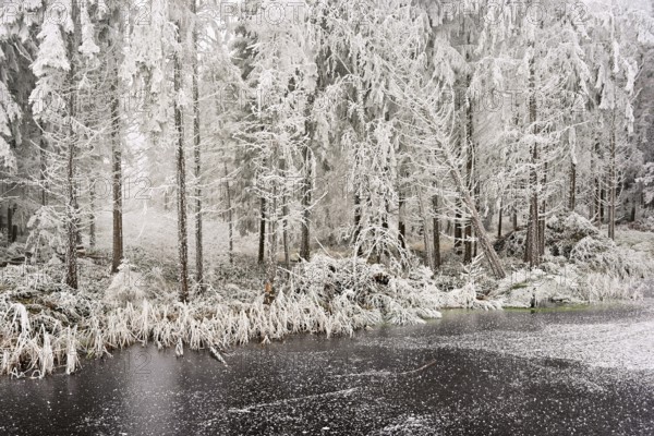 Ballmoos forest reserve in hoarfrost, high moor in fog, Lieliwald, Lindenberg, Horben, Canton of Lucerne, Switzerland