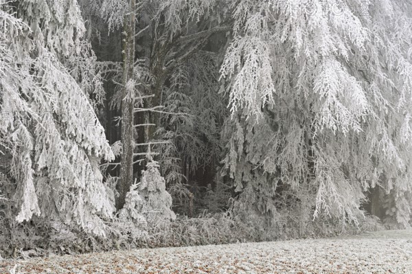 Wald im Raureif, Schlatt, Lindenberg, Freiamt, Canton of Aargau, Switzerland