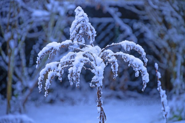 Snow on faded Solidago canadensis (Solidago canadensis), Bavaria, Germany